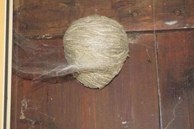Schsische Wespen in Fensterzwischenraum