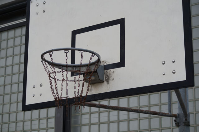 Schsische Wespen in Fensterzwischenraum