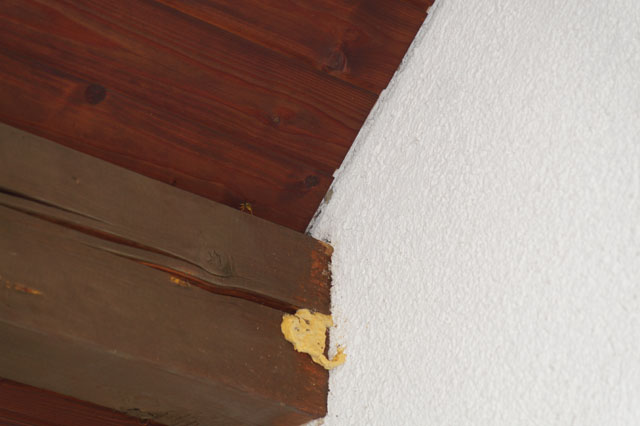 Schsische Wespen in Fensterzwischenraum