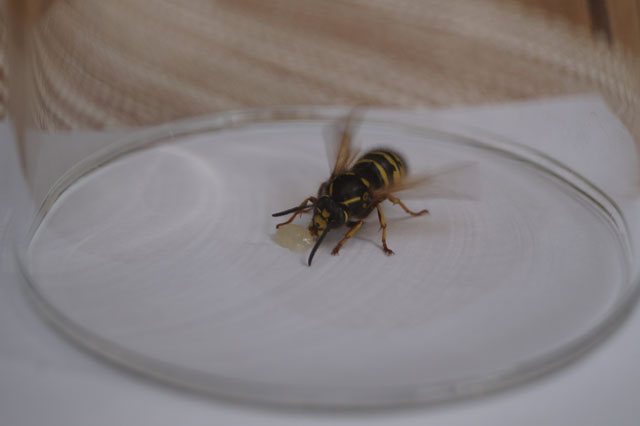 Weibchen in Glas gefangen