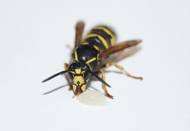 Portrait des Weibchens