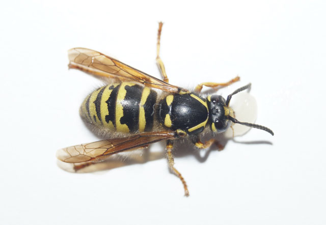 Portrait des Weibchens