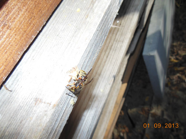 Knigin der Mittleren Wespe beim Naschen von Zuckerteig