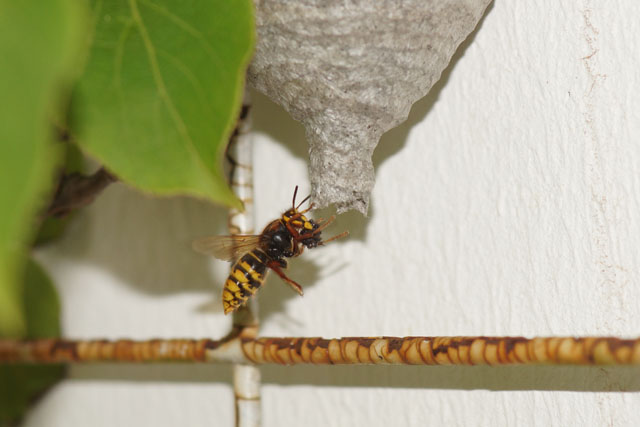 Königin der Mittleren Wespe beim Anflug auf ihr Nest