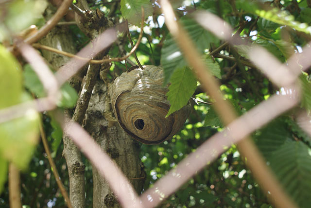 Nest der Mittleren Wespe