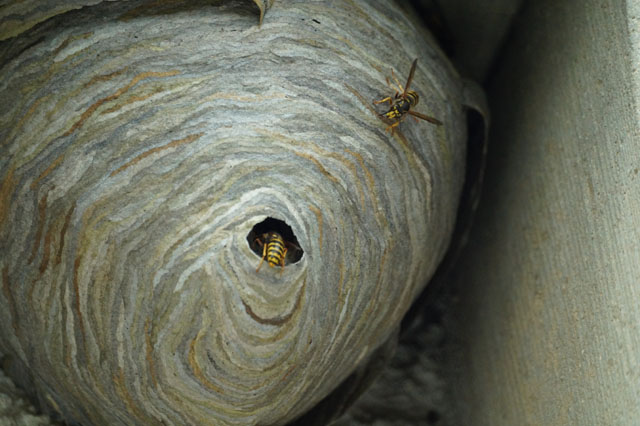 Nest der Mittleren Wespe