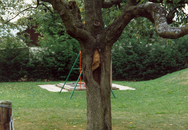 hornissennest 4 1989