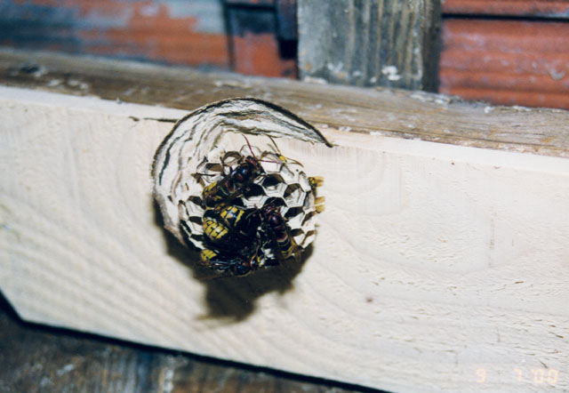 Hornissennest in Rebhaus