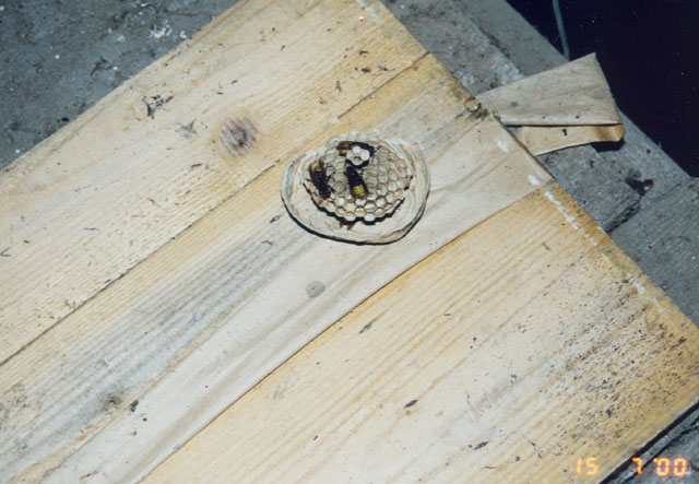 Hornissennest in Schleiereulennistkasten