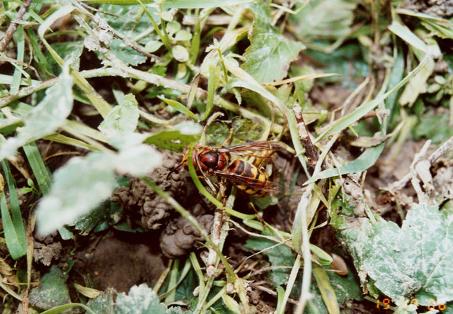 Hornissenkönigin unter Hornissenkasten in Wiese