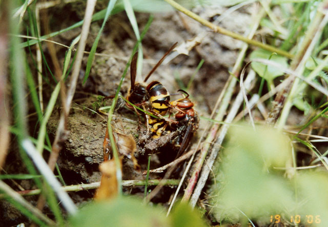 Hornissenkönigin unter Hornissenkasten in Wiese