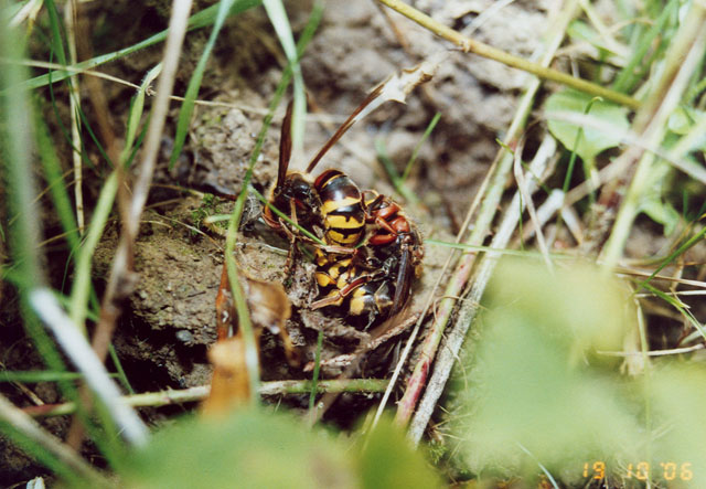 Hornissenkönigin unter Hornissenkasten in Wiese