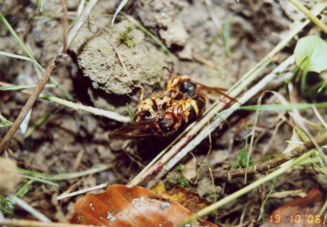 Hornissenkönigin unter Hornissenkasten in Wiese