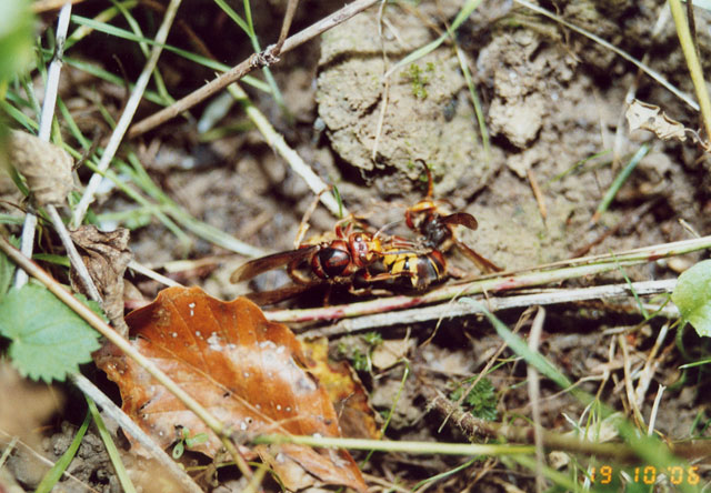 Hornissenkönigin unter Hornissenkasten in Wiese