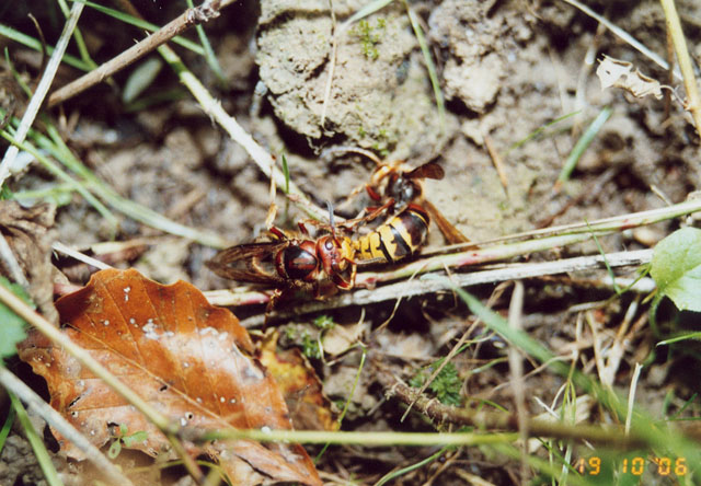 Hornissenkönigin unter Hornissenkasten in Wiese