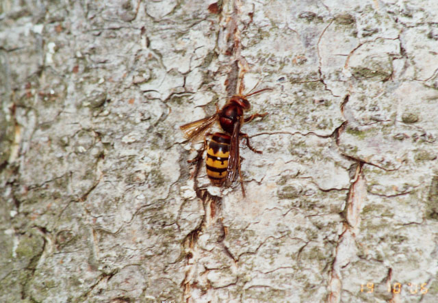 Hornissenkönigin unter Hornissenkasten in Wiese