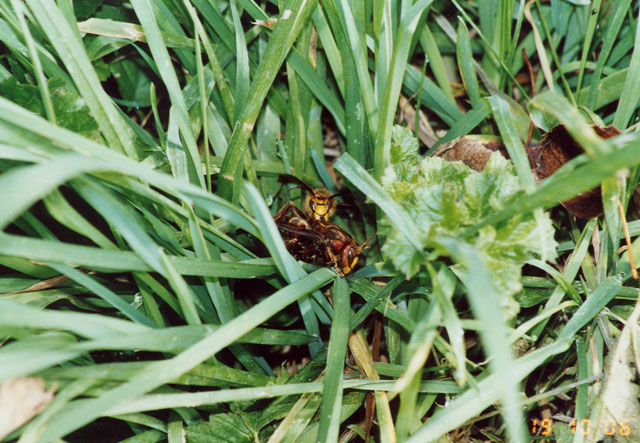 Hornissenkönigin unter Hornissenkasten in Wiese