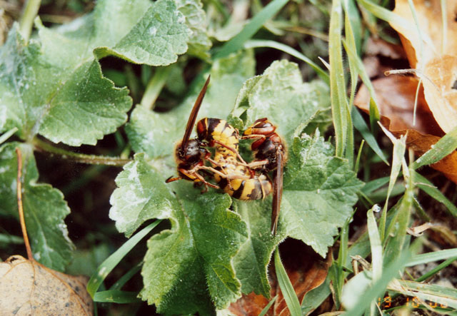 Hornissenkönigin unter Hornissenkasten in Wiese