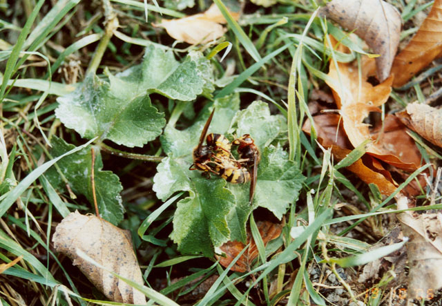 Hornissenkönigin unter Hornissenkasten in Wiese