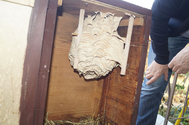 Hornissennest 08 am Saisonende und während Umsetzung