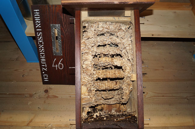 Hornissennest 14 während Umsetzung und