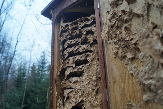 Hornissennest Ende Saison