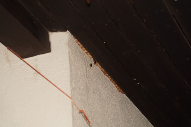 Hornissennest im Zwischendach