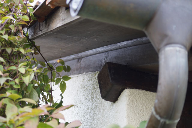 Hornissennest im Zwischendach