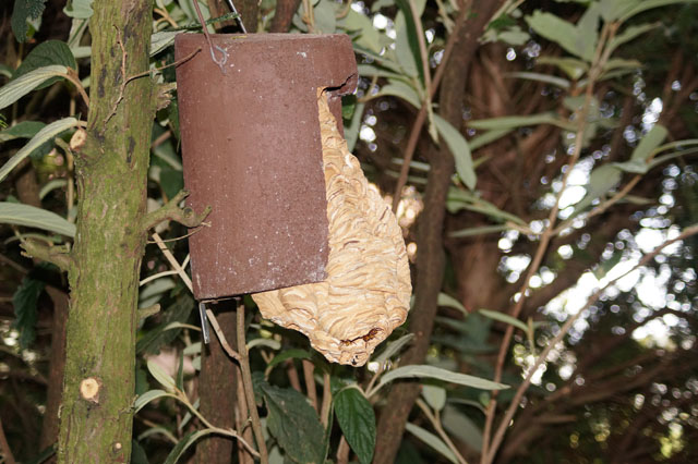 Hornissennest in Vogelnistkasten