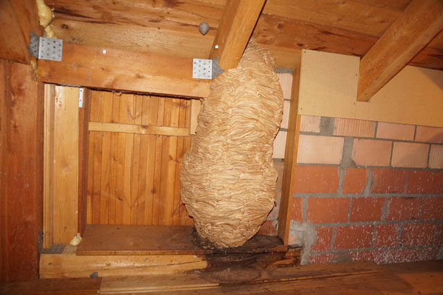 Hornissennest in Estrich