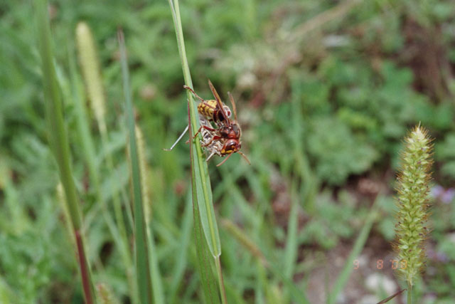 Hornissenarbeiterin mit Heuschrecke