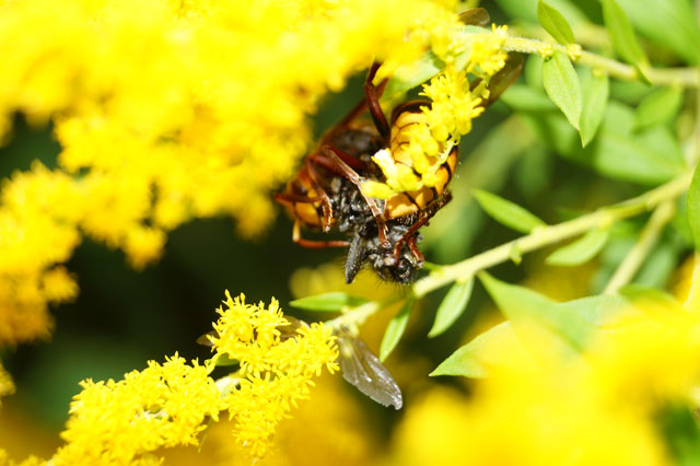 Hornissenarbeiterin mit Fleischfliege