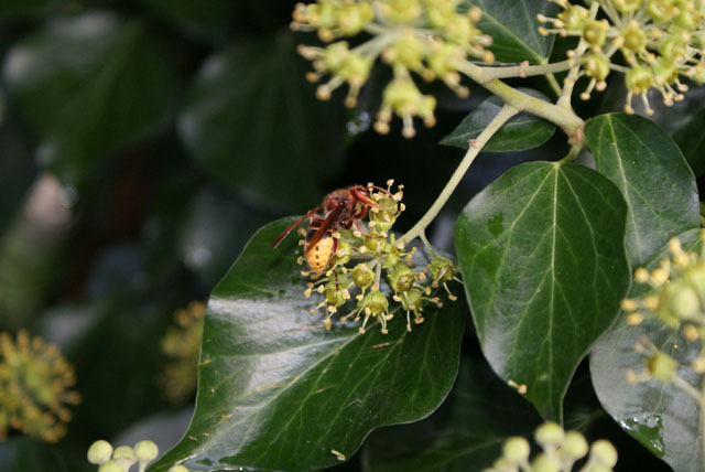 Hornissenarbeiterin leckt Nektar an Efeublüte