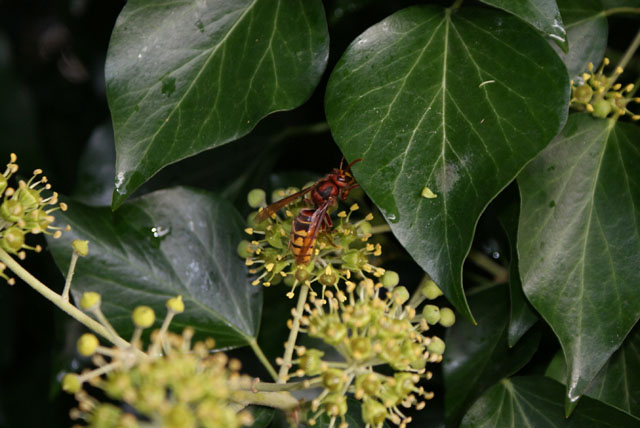 Hornissenarbeiterin leckt Nektar an Efeublüte