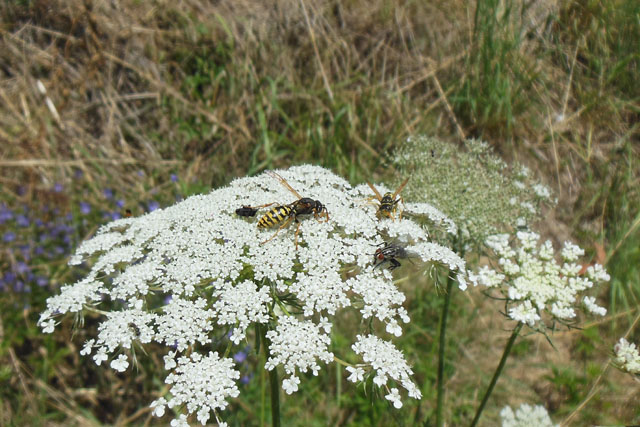 Drohn der Heide-Feldwespe an Wilder Möhre