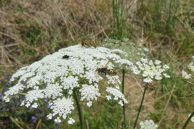 Drohn der Heide-Feldwespe an Wilder Möhre