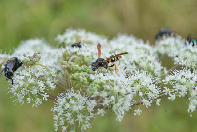 Königin der Heide-Feldwespe