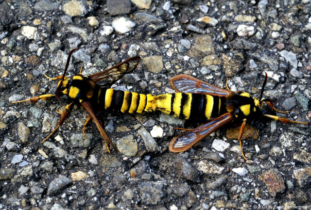 Hornissenglasflügler bei der Paarung