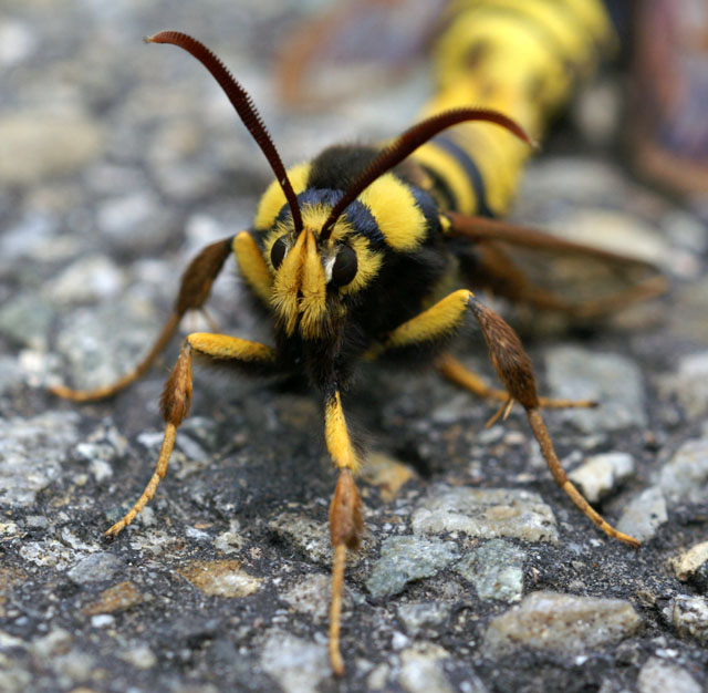 Hornissenglasflügler bei der Paarung