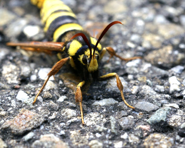 Hornissenglasflügler bei der Paarung