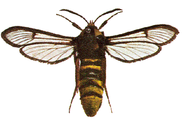 Der Hornissenglasflügler