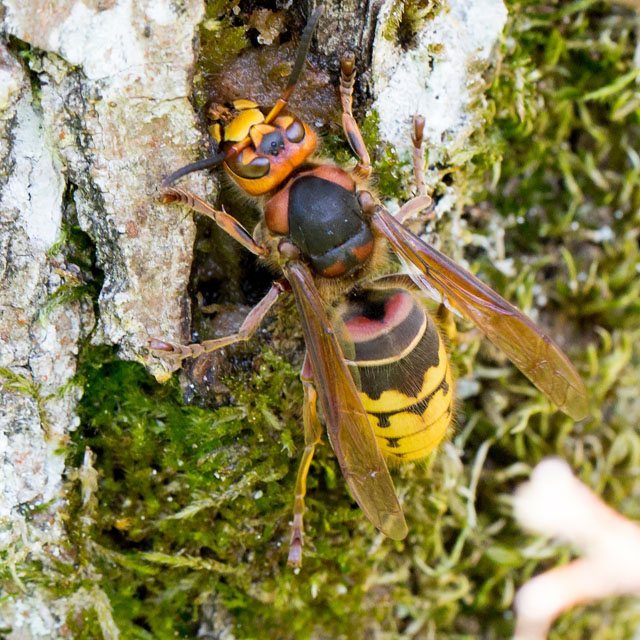 hornissenarbeiterin von vespa crabro crabro; 01.06.2014 Hornissenarbeiterin von Vespa crabro crabro; 01.06.2014