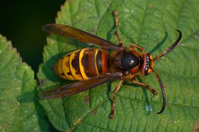 hornissendrohn von vespa crabro crabro; 18.10.2009 Hornissendrohn von Vespa crabro crabro; 18.10.2009