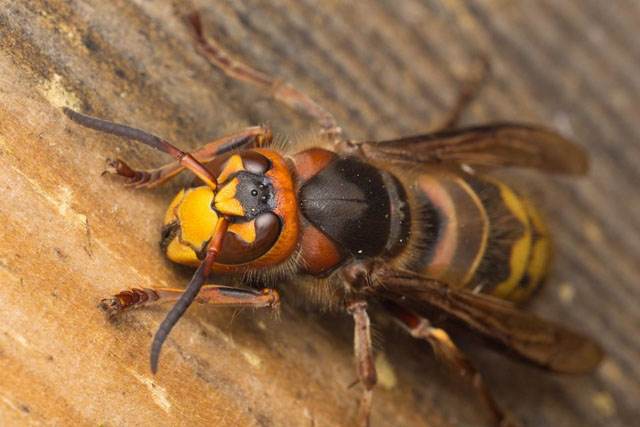 hornissenkönigin von vespa crabro crabro; 01.06.2017 Hornissenkönigin von Vespa crabro crabro; 01.06.2017
