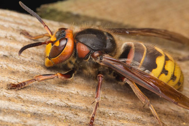 hornissenkönigin von vespa crabro crabro; 01.06.2017 Hornissenkönigin von Vespa crabro crabro; 01.06.2017
