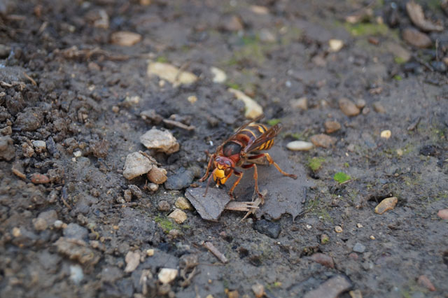 Hornissenkönigin putzt sich nach Paarung