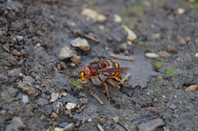Hornissenkönigin putzt sich nach Paarung