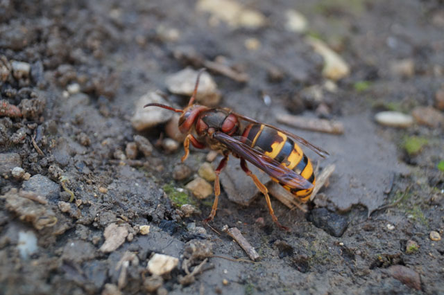 Hornissenkönigin putzt sich nach Paarung