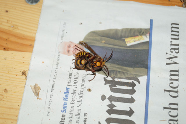 Hornissenkönigin und Drohn im Kampf