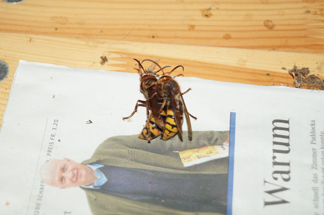 Hornissenkönigin und Drohn im Kampf
